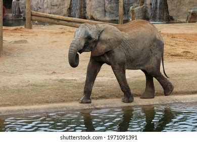 Baby Elephant Zoo Stock Photo 1971091391 | Shutterstock