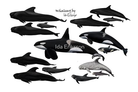 "Blackfish species together " by Ida Eriksson | Redbubble