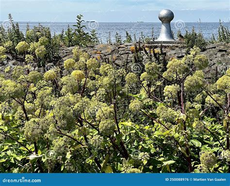 Giant Hogweed Or Heracleum Mantegazzianum Plants Flowering Stock Photo