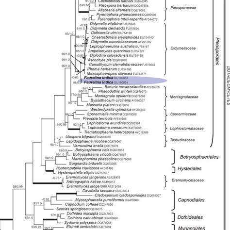 One Of The Two Most Parsimonious Trees From A Heuristic Analysis Of The Download Scientific