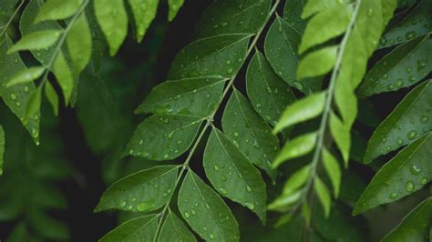 Learn About The Many Benefits Of Consuming Curry Leaves