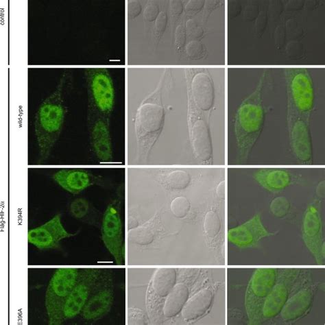 Sumoylation Does Not Affect The Subcellular Localization Of