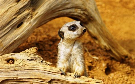 Meerkat Wallpapers Wallpaper Cave