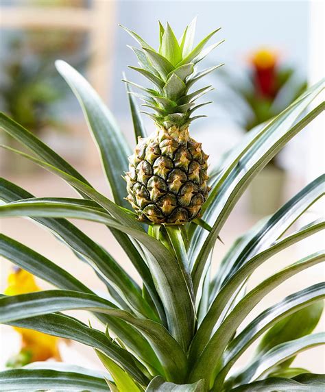 Pineapple Plant Botanist English Version