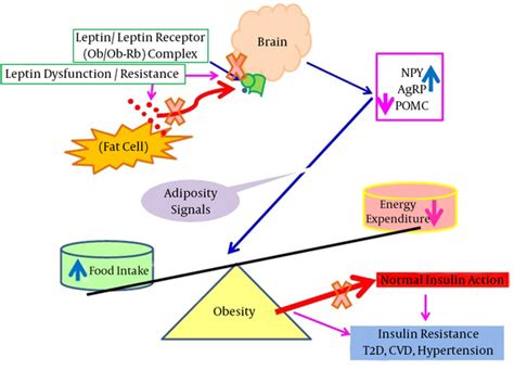 Leptin Resistance A Possible Interface Between Obesity And Pulmonary