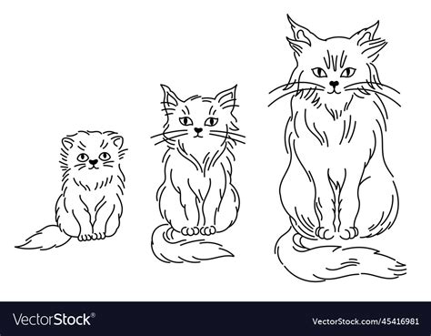 Stages of cat growth set from kitten to adult cat Vector Image