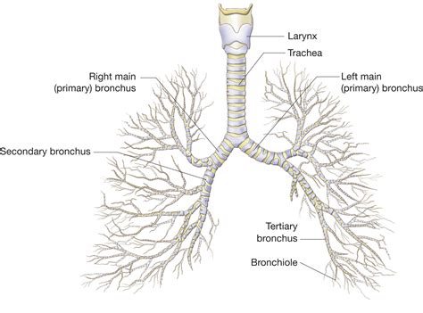 main bronchus - meddic