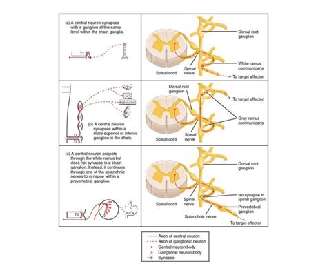 sympathetic connections  chain ganglia