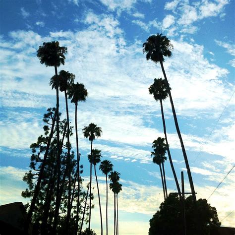 Glimpses Of South Pasadena The Fig Tree Languisheth