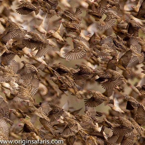 It S Quite Incredible How The Red Billed Quelea Manage To Fly In Unison