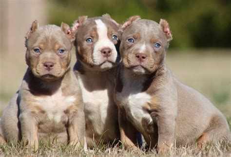 33 Top Pictures Xl Bully Puppies American Xl Bully Puppies