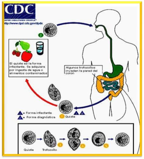 Parasitology World Balantidium Coli