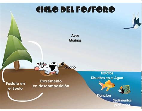 Importancia De Los Ciclos Biogeoqu Micos