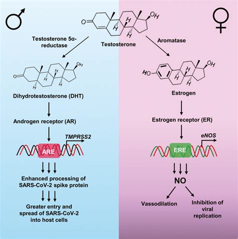 Regulation Of Covid 19 Severity And Fatality By Sex Hormones Females