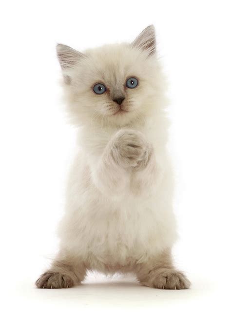 Playful Persian X Ragdoll Kitten Photograph By Mark Taylor Pixels