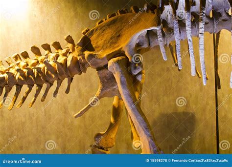 Dinosaur Bones Display In The Main Hall At British Natural History ...