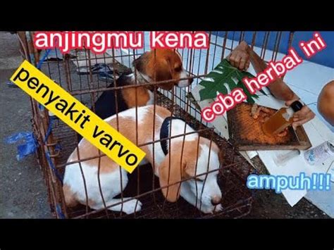 Tips Ataw Cara Menngobati Anjing Kena Penyakit Parvo Youtube