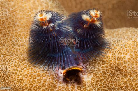 Christmas Tree Tube Worm Spirobranchus Giganteus Komodo National Park