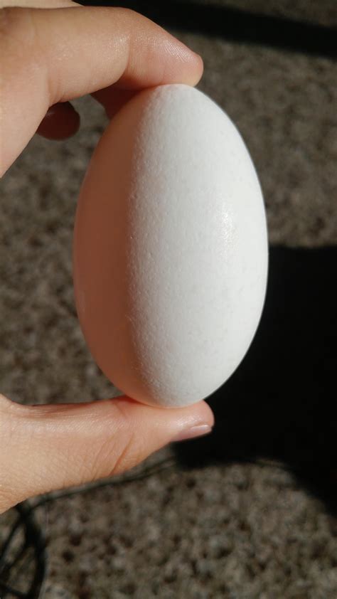 This weirdly oval shaped egg : r/mildlyinteresting