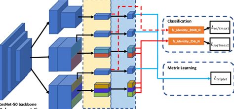 Multiple Granularity Network Architecture The Resnet 50 Backbone Is Download Scientific