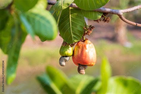 Cashew Fruit Cashew Fruit Anacardium Occidentale Hanging On Tree