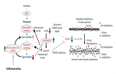 The Effects Of Chronic Inflammation On Enzyme Activities And Substance