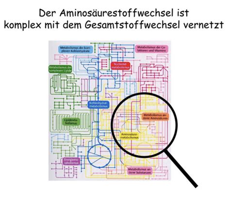 Biochemie AS Stoffwechsel I Karteikarten Quizlet