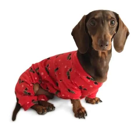 Dachshund Clothes That Actually Fit Dachshund Central