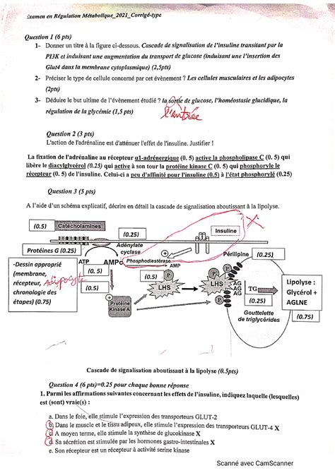 Examen 1 Régulation métabolique Biologie Studocu