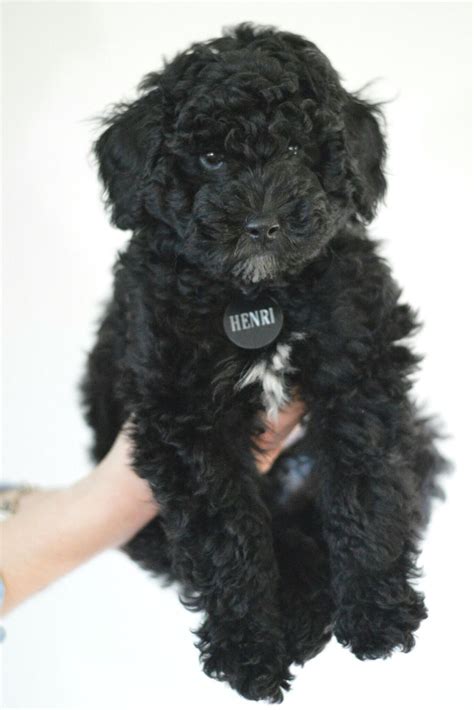 Black Mini Poodle- Henri 💛 Mini Poodles, Karina, Puppies, Animals ...