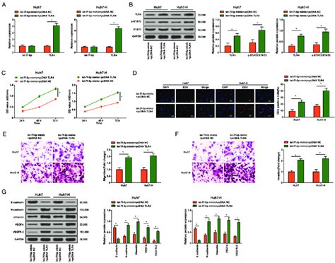 Let F P Elevation Targets Tlr To Restrain Proliferation Migration