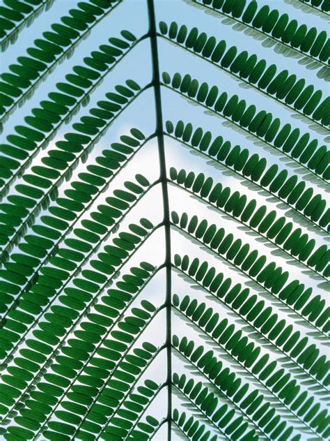 Closeup green leaf branch | Free Photo - rawpixel