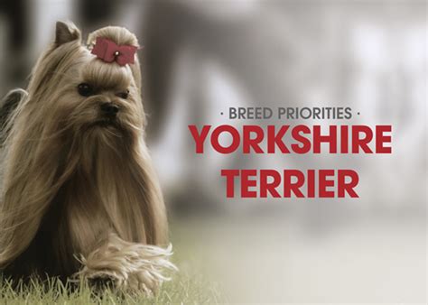 Breed Priorities – Yorkshire Terrier | Canine Chronicle