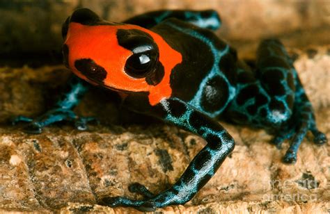 Poison Frog Photograph By Danté Fenolio Fine Art America