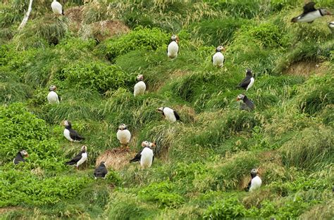 Atlantic Puffins 11 Photograph By Bob Corson Fine Art America