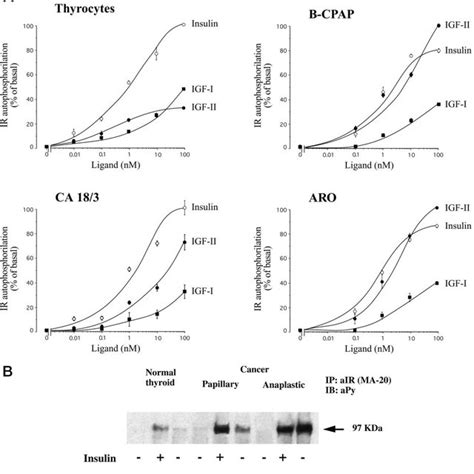 Igf Ii Induced Ir Autophosphorylation In Receptors Immunopurified By