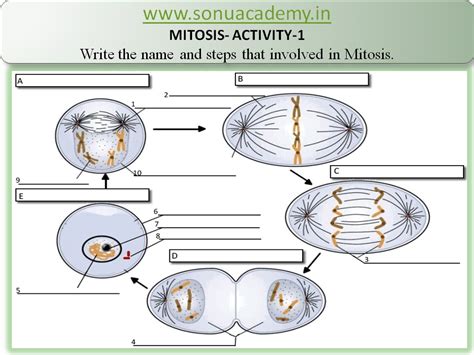 SONU ACADEMY MITOSIS ACTIVITY 1