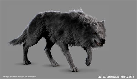 Abe's Animals: Grey Alpha Wolf