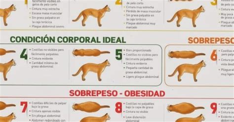 Con qué frecuencia se debe proporcionar malta a un gato y por qué es