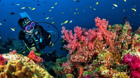 Scuba diving at Jawakara Maldives