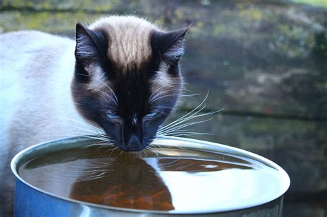 Canicule Et Grandes Chaleurs Comment Prot Ger Son Chat Race De Chat