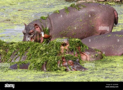 Flu Pferd Und Blaustirn Blatth Hnchen Hippopotamus And African Jacana