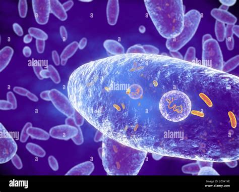 Whooping Cough Bacteria Bordetella Pertussis Illustration These Rod