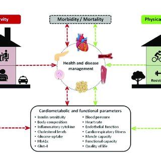 Consequences Of Physical Inactivity Negative Effects And Physical