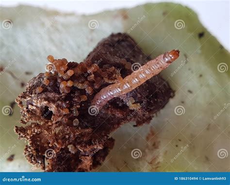 The Larvae of Rose Apple Fruit Borer Stock Photo - Image of pupa ...