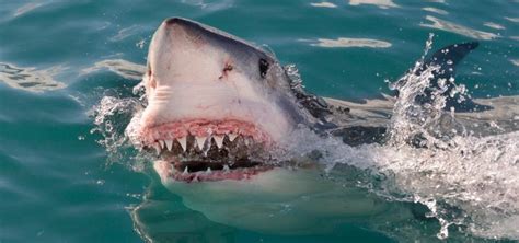 Ataques de TIBURONES a Humanos (Con Vídeo)