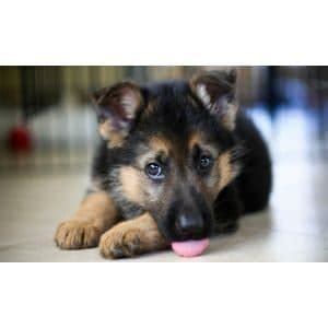 The Best German Shepherd Breeders In Michigan Trending Breeds