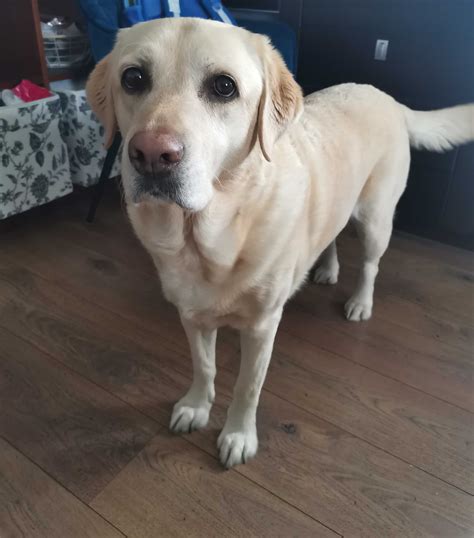 8 Letnia Suczka Labrador Brodnica OLX Pl