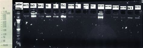 Evaluación de la calidad del ADN extraído de cada cepa Download