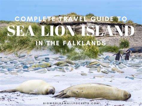 Full Guide To Visiting Sea Lion Island In The Falklands Big World